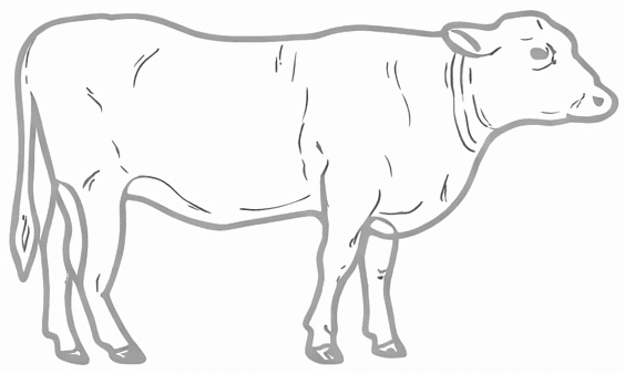 Cow