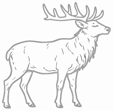 Elk