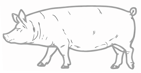Pig